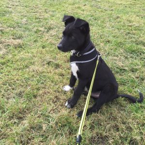 Finn as a puppy - A cute small black border collie with a white tummy a paws, sat obediently in a grass field, wearing his harness and lead. 